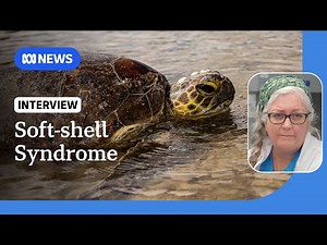 Cases of fatal turtle disease fall as seagrass beds recover on Fraser Coast | ABC NEWS