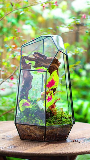 Ncypterrarium on TikTok