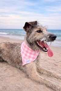 Pink Gingham Reversible Dog Bandana - Etsy