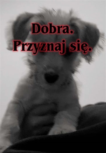No, to ile? 😅 #wlw #piesek #milosc #intuicja #dc