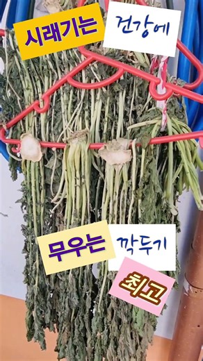 지붕 아래 벽에 매달아 말려 된장에 넣어 끊여서 먹으면 없어지는 질병 4가지 입니다 #건강정보