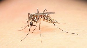 Recomendaciones del MSP para quienes regresen al país después de Semana de Turismo