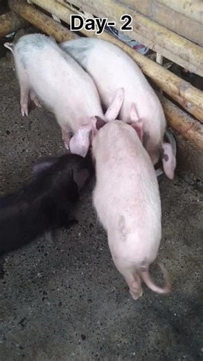 Daily Routine Pig Farming BSC|| #farming #pigfarming #pig