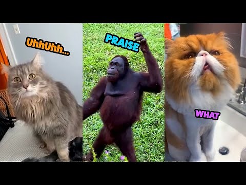The Best Funny Animal Dub Voice Over Videos of March 2025