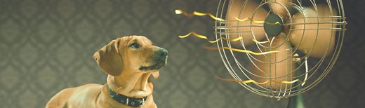 Pedestal Fans vs Tower Fans – Which Is Better, And Why?