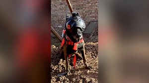 Search dogs in the quake zone