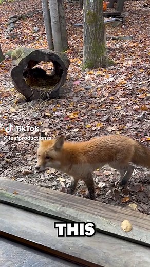 🦌 New Hampshire's BEST ZOO? | Squam Lakes Natural Science Center Join me as we take a quick trip over to Squam Lakes Natural Science Center - the biggest and best zoo in New Hampshire! More a rescue facility and living museum, the Squam Lakes Natural Science Center impressed me with how active the animals were, how well-cared for they seemed to be, and just how beautiful this place looks in the crisp, autumnal foliage of New Hampshire! Let's check out this incredible facility together today! #s