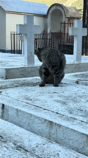 Amelie les Bains - Chats en hdr -4k -Iphone 16 pro