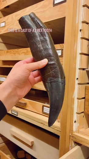 Animalogic on TikTok