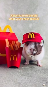 377K views · 6.6K reactions | "May I take your order bro?? " (Video credit to Instagram page toysetcavy: www.instagram.com/toysetcavy) | Guinea Pig Zone | Facebook
