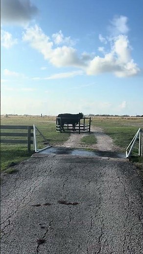 The Mystery of How My Cow Got Stuck in a Hay Bale Feeder || ViralHog