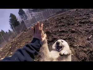 A Third Very Happy Wolfdog