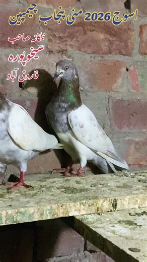 #استاد #رائے #شوکت #مرحوم #رائے #کامران #شوکت #ننکانہ #صاحب