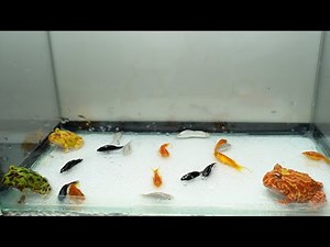 Pacman Frog Feeding Compilation | Warning Live Feeding!!