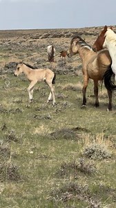 Wild buckskins mare and her foal on a spring day in Salt Wells Creek, Wyoming. #carolwalker #wildhoofbeats | Horse Photography Workshops