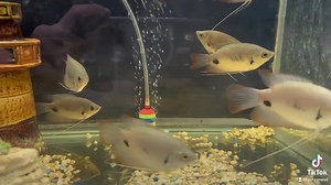 Redtail Giant Gourami: these fish come from East Malaysia and are one of the largest Gourami. Deep black bodied fish with red tails, as they mature the lips become more defined and large. A mature specimen reaches a size of 20 ” and will require a very large tank of 120 . A recently described species in 1992 the Redtail Gourami is a favorite among monster fish keepers today. #gourami #fyp https://www.petzonesd.com/red-tail-giant-gourami/ | Pet Zone Tropical Fish, San Diego, California