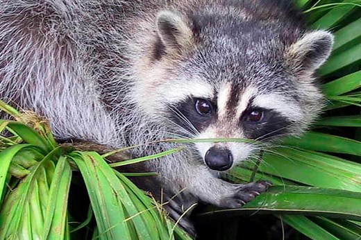 ▷ MAPACHES → CUÁNTO VIVEN, DÓNDE VIVEN y QUÉ COMEN