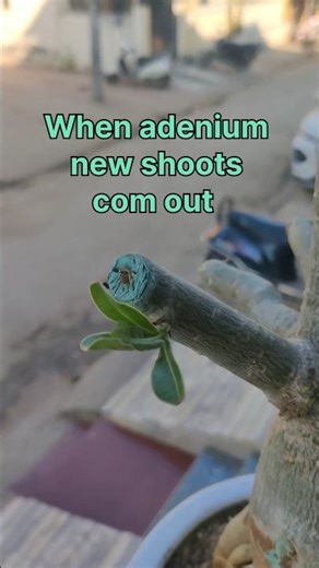 adenium shoots l adenium pruning l shoots l adenium shorts
