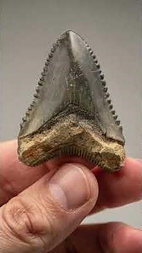 L'Énigme du Mégalodon