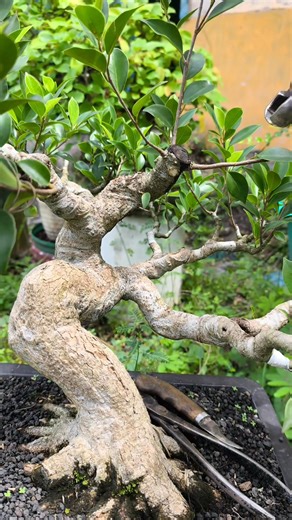 1K views · 223 reactions | Selecting candidate branches for continuation  #bonsaitree | Karimun Java | Facebook