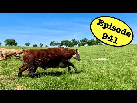 My Pet Steer Is Not Very Cooperative Today!