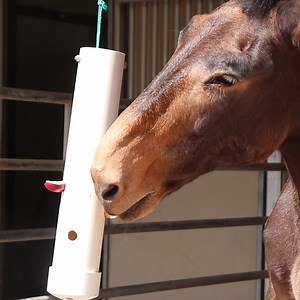 We're celebrating Mule Day! Meet Popeye the 22-year-old male mule who has called the Phoenix Zoo home since 2017. Popeye loves ear rubs, rolling in the dirt, playing in water, and hanging with his best friend Strawberry (a miniature horse). His keepers describe him as super sweet, but mischievous and strong willed! | Phoenix Zoo