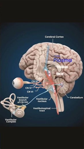 Human Anatomical structure ❤️💞 #anatomy #biology #mbbs #doctor #nursing