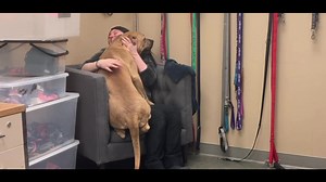 Bubbles (61435) is a great example of how kennel presence is not indicative of a dog’s true personality. Bubbles is wary of strangers and can appear almost scary in his kennel. But when he’s out with someone he knows, he’s a huge love bug! | SCRAPS