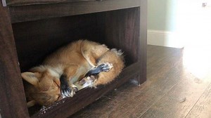 The sun is shining, the fox is crying, and it’s time to go back to sleep. 🌞 | Juniper Fox