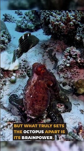 Octopus Hunting: The Master of Camouflage