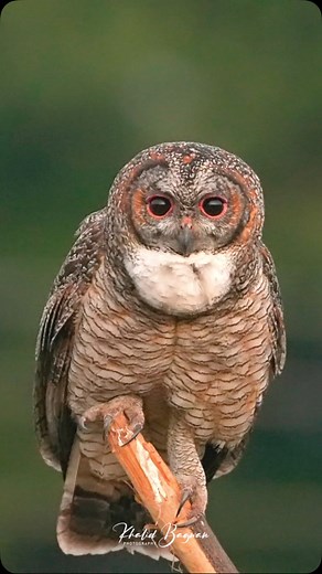 Grace in motion 🦉✨ Witness the majestic Mottled Wood Owl landing with perfection. Nature’s beauty at its finest.Shot on @sonyalphain Alpha 1, @sonyalpha 200-600mm @highlight | Khalid Bagwan