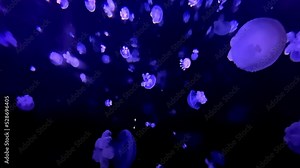 JELLYFISH SEA MOON. Luminous jellyfish small and large swim in light blue sea water. Neon light surrounds them. Poisonous. Dark background. Daylight. Under water. Slow motion video. 4K video.