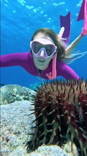 HUGE Crown of Thorns Starfish Eating Coral