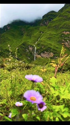 #valley #hills #flowers #flower #nature #naturesounds