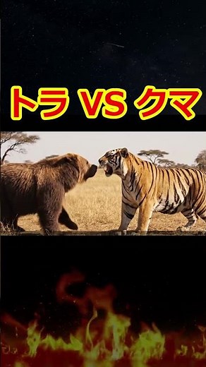 野生動物の対決！最強は？トラVSヒグマの戦い #shorts