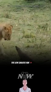 1.1K views · 11 reactions | Brave Mongoose VS Lion #animals #natureandwildlifetv #Lionesses #lions #mongoose | Nature and Wildlife TV | Facebook
