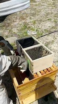 We Installed Bees WITHOUT Shaking Them… Did It Work? | Vlovebee Hive