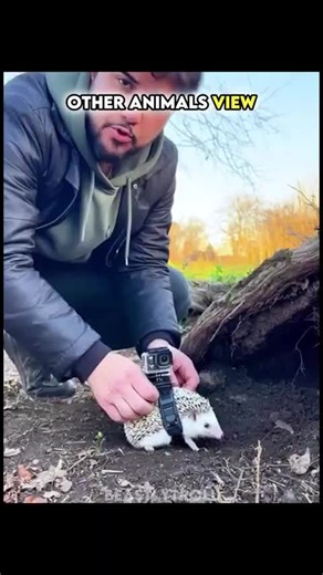 Crazy Animal Point of View Moments