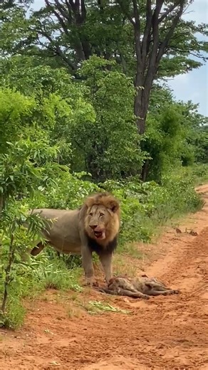 A rare predator interaction recorded near Nantwich Lodge. A large male lion killed a hyena, most likely attracted by a nearby buffalo carcass. The following day, one of the Detema Boys was seen finishing off a hyena between Salt Pan and Hwange Bush Camp along the main road. #NantwichLodge #HideawaysAfrica #HwangeNationalPark #ZimbabweSafari #LionBehaviour #RareSightings #PredatorDynamics #SafariReality | Hideaways Africa