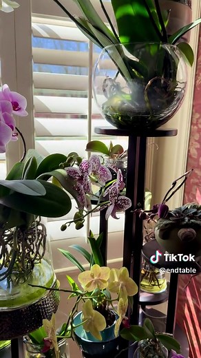 Orchid Care: Grow Orchids Successfully