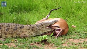 Incredible moment crocodile lets go of an impala from its jaws