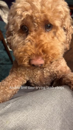 ⬶ ARCHIE ⤅ We play, eat, and drink wine on Instagram: "🥴 ok I think he likes lamb chops 🤣😩 #doggo #dog #puppy #goldendoodle #lambchops"