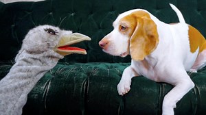 Dog vs. Ostrich Puppet: Cute Dog Maymo