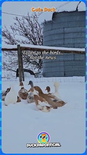 Far more entertaining! 😁🦆Follow @duckdadofficial ❤️