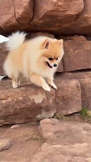 Chloe Conquers Garden of the Gods 🐾❤️ | Pomeranian Adventure | Rocky Mountain Moe