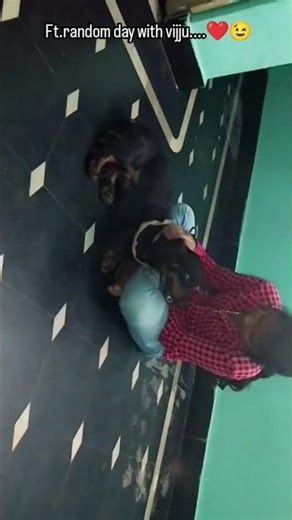 comment the breed random stuff#voiceover #viral #minivlog #rayalaseema #madakasira #youtubevloggers