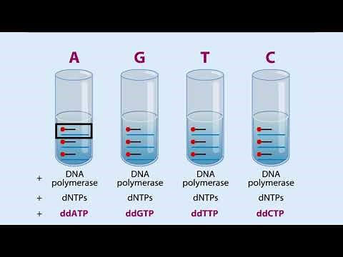 DNA Sequences - Dideoxy Sequencing