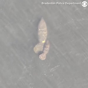 MARINE MATES: A police drone captured the moment a family of manatees and dolphin playfully swam near eachother in the Manatee River in Florida recently. The Bradenton Police Department said, "The video was too good not to share!" The police also used it as a moment to recognize November as Manatee Awareness Month. | Cleveland 19 News