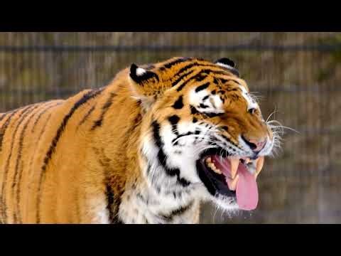 The Tiger: The Silent Hunter of the Wild | Wildlife Documentary