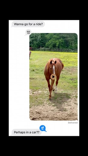 Let’s Go Riding! . Okay but we don't book horse riding, BUT we do book VENUE tours. Book a tour of our Indoor Venue and walk right by the horses! Stop and say hi, but only if you come out for a tour!! Link in Bio for YOUR tour booking. . #weddingtiktok #weddingtok #weddinghumor #weddingfyp #weddingforyoupage #bridefyp #weddinginspo #weddinginspiration #weddingaestheticinspo #northcarolinaaffordablewvenues #weddingvenue #bestvenues #Raleighvenue #Greensborovenue #Greensborowedding #Raleighwedding
